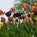 Spring Combination Ideas, Bulb Combinations, Plant Combinations, Flowerbeds Ideas, Spring Borders, Tulip Negrita, Purple Tulip, Tulip 'Back Parrot',Tulip 'Elegant Lady',Tulip 'Orange Emperor',Tulip 'Yokohama'
