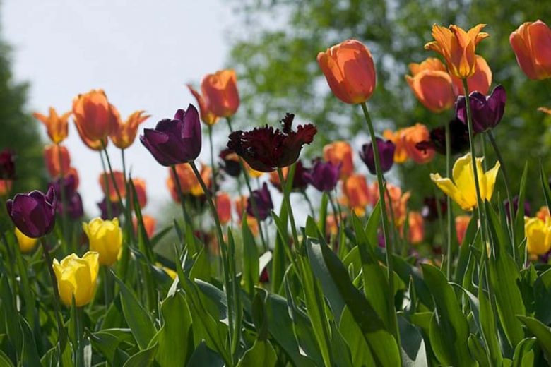 Spring Combination Ideas, Bulb Combinations, Plant Combinations, Flowerbeds Ideas, Spring Borders, Tulip Negrita, Purple Tulip, Tulip 'Back Parrot',Tulip 'Elegant Lady',Tulip 'Orange Emperor',Tulip 'Yokohama'