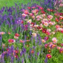Garden Ideas, Border ideas, Perennial Planting, Perennial combination, Summer Borders, Lavender Hidcote, Hidcote Lavender, Munstead, Cosmos, Cosmos bipinnatus, Cosmos Antiquity, Cosmos Sonata, drought tolerant border