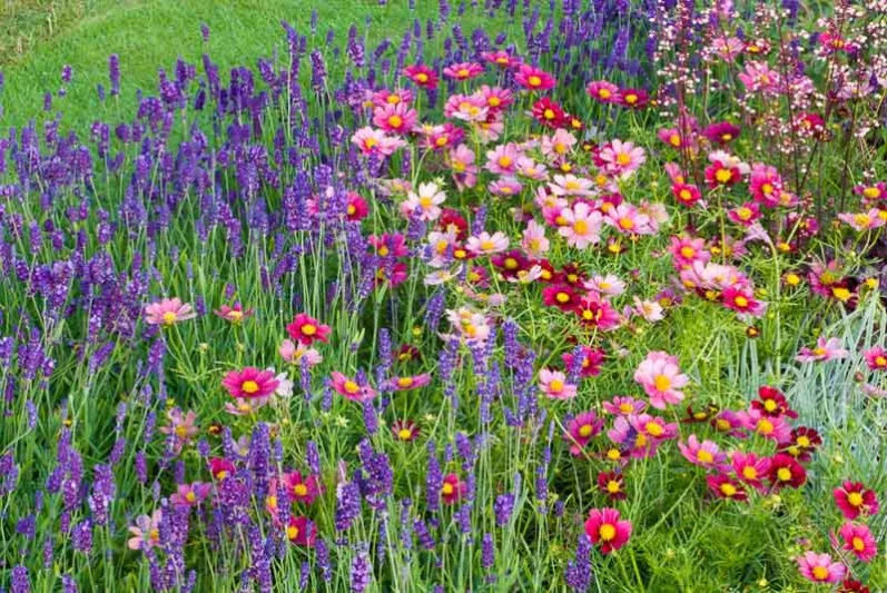 Garden Ideas, Border ideas, Perennial Planting, Perennial combination, Summer Borders, Lavender Hidcote, Hidcote Lavender, Munstead, Cosmos, Cosmos bipinnatus, Cosmos Antiquity, Cosmos Sonata, drought tolerant border