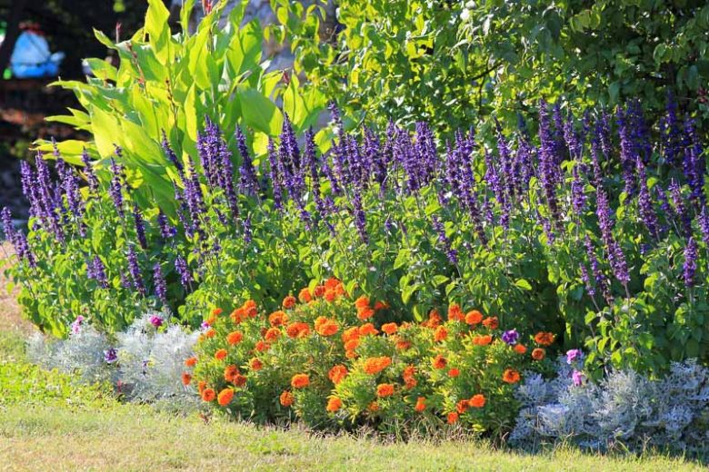 Plant Combinations, Summer Gardens, Marigold, Sage, Canna Lily, Dusty Miller