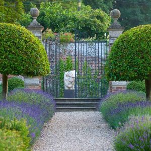 Garden Ideas, Landscaping ideas, pathway, walkway, Lavender path, lavandula Hidcote, Lavender Hidcote, Lavender types, Prunus lusitanica, Portugal Laurel, mediterranean path