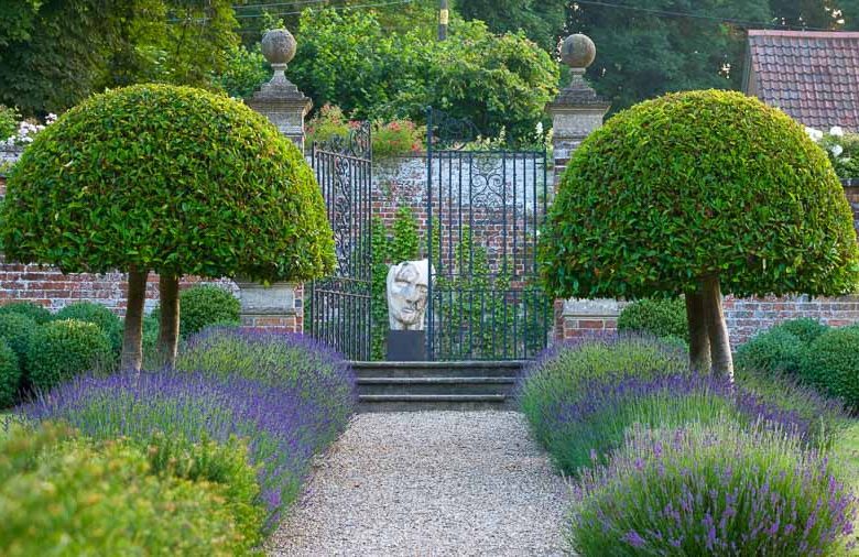 Garden Ideas, Landscaping ideas, pathway, walkway, Lavender path, lavandula Hidcote, Lavender Hidcote, Lavender types, Prunus lusitanica, Portugal Laurel, mediterranean path