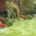 Spring Combination Ideas, Bulb Combinations, Plant Combinations, Flowerbeds Ideas, Spring Borders, Fritillaria Persica, Tulip Couleur Cardinal,Tulip Gavota, Tulip Queen of Night, Persian lily, Tulipa Couleur Cardinal,Tulipa Gavota, Tulipa Queen of Night