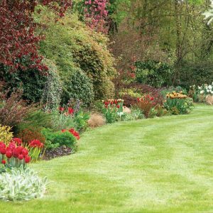 Spring Combination Ideas, Bulb Combinations, Plant Combinations, Flowerbeds Ideas, Spring Borders, Fritillaria Persica, Tulip Couleur Cardinal,Tulip Gavota, Tulip Queen of Night, Persian lily, Tulipa Couleur Cardinal,Tulipa Gavota, Tulipa Queen of Night