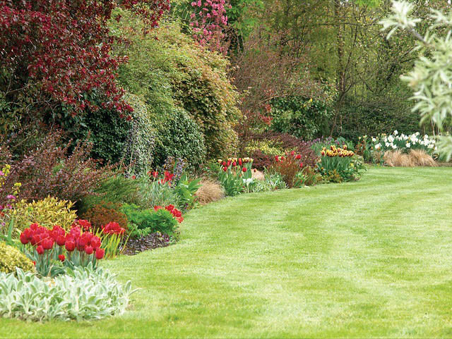 Spring Combination Ideas, Bulb Combinations, Plant Combinations, Flowerbeds Ideas, Spring Borders, Fritillaria Persica, Tulip Couleur Cardinal,Tulip Gavota, Tulip Queen of Night, Persian lily, Tulipa Couleur Cardinal,Tulipa Gavota, Tulipa Queen of Night