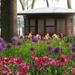 Spring Combination Ideas, Bulb Combinations, Plant Combinations, Flowerbeds Ideas, Spring Borders, Tulip Red Shine, Tulipa Red Shine, Allium Purple Sensation, Iris germanica, Bearded Iris, Tulip 'Estella Rijnveld'