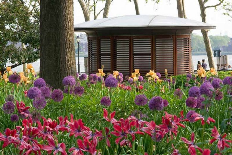 Spring Combination Ideas, Bulb Combinations, Plant Combinations, Flowerbeds Ideas, Spring Borders, Tulip Red Shine, Tulipa Red Shine, Allium Purple Sensation, Iris germanica, Bearded Iris, Tulip 'Estella Rijnveld'