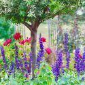 Spring Combination Ideas, Plant Combinations, Flowerbeds Ideas, Spring Borders, Summer Borders, Peonies, Paeonia Lactiflora, Roses, Calvia, Clary sage, Digitalis purpurea, Foxgloves