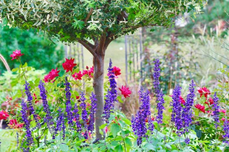 Spring Combination Ideas, Plant Combinations, Flowerbeds Ideas, Spring Borders, Summer Borders, Peonies, Paeonia Lactiflora, Roses, Calvia, Clary sage, Digitalis purpurea, Foxgloves