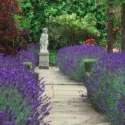 Garden Ideas, Landscaping ideas, pathway, walkway, Lavender path, lavandula Hidcote, Lavender Hidcote, Lavender types, polesden lacey,