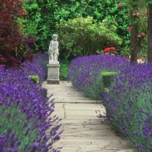 Garden Ideas, Landscaping ideas, pathway, walkway, Lavender path, lavandula Hidcote, Lavender Hidcote, Lavender types, polesden lacey,