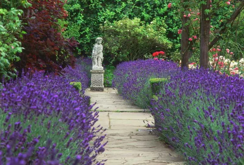Garden Ideas, Landscaping ideas, pathway, walkway, Lavender path, lavandula Hidcote, Lavender Hidcote, Lavender types, polesden lacey,