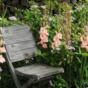 Perennial Combinations, Plant Combinations, Summer Borders, Hedge Ideas, Late spring border, gladiolus Rose Supreme, Sword Lily Rose Supreme, Eremurus isabellinus, Salmon Sword-lilies, Eremurus Robustus, Foxtail Lilies