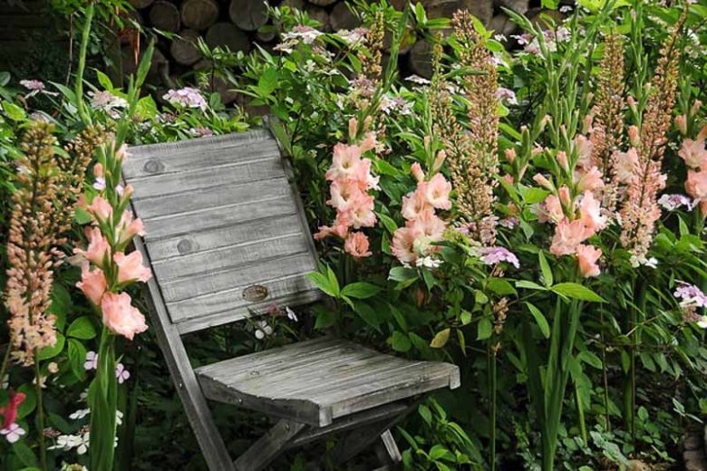 Perennial Combinations, Plant Combinations, Summer Borders, Hedge Ideas, Late spring border, gladiolus Rose Supreme, Sword Lily Rose Supreme, Eremurus isabellinus, Salmon Sword-lilies, Eremurus Robustus, Foxtail Lilies