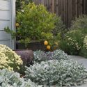 Perennial Combinations, Plant Combinations, Summer Borders