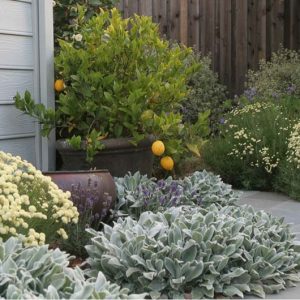 Perennial Combinations, Plant Combinations, Summer Borders