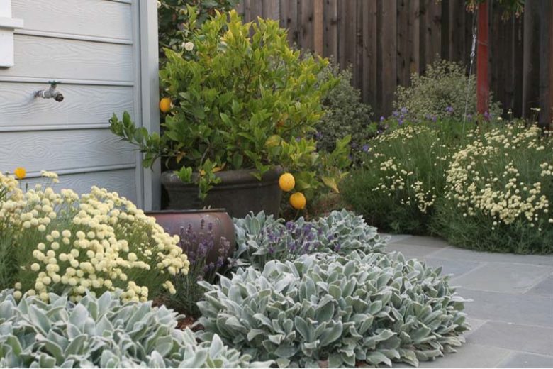 Perennial Combinations, Plant Combinations, Summer Borders