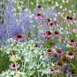 Garden ideas, Border ideas, Plant Combinations, Flowerbeds Ideas, Summer Borders, Echinacea purpurea, Coneflower, Sea Holly,  Eryngium Giganteum, Coneflowers, Pink flowers, Purple flowers, Russian sage, Gaura