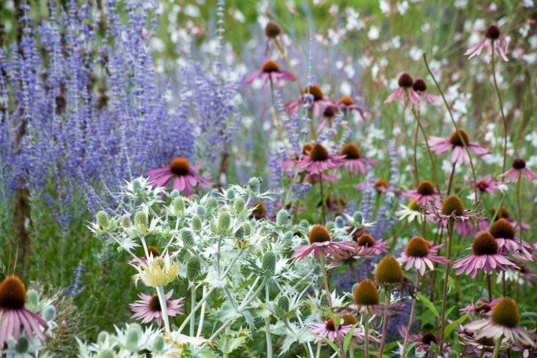 Garden ideas, Border ideas, Plant Combinations, Flowerbeds Ideas, Summer Borders, Echinacea purpurea, Coneflower, Sea Holly,  Eryngium Giganteum, Coneflowers, Pink flowers, Purple flowers, Russian sage, Gaura