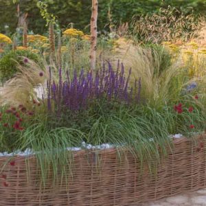 Garden Ideas, Border ideas, Perennial Planting, Perennial combination, Summer border, Fall Border, Grass Border, Salvia Nemorosa, Stipa, Stipa Tenuissima, salvia Mainacht, Salvie Caradonna, Salvia Amethyst