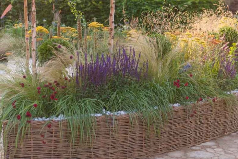 Garden Ideas, Border ideas, Perennial Planting, Perennial combination, Summer border, Fall Border, Grass Border, Salvia Nemorosa, Stipa, Stipa Tenuissima, salvia Mainacht, Salvie Caradonna, Salvia Amethyst