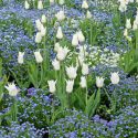 Spring Combination Ideas, Bulb Combinations, Plant Combinations, Flowerbeds Ideas, Spring Borders, Tulip White Triumphator,Myosotis sylvatica, Tulipa White Triumphator, Forget-Me-Nots, Lily-flowered tulips