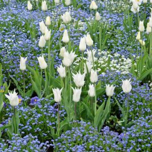 Spring Combination Ideas, Bulb Combinations, Plant Combinations, Flowerbeds Ideas, Spring Borders, Tulip White Triumphator,Myosotis sylvatica, Tulipa White Triumphator, Forget-Me-Nots, Lily-flowered tulips