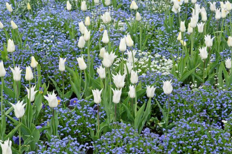 Spring Combination Ideas, Bulb Combinations, Plant Combinations, Flowerbeds Ideas, Spring Borders, Tulip White Triumphator,Myosotis sylvatica, Tulipa White Triumphator, Forget-Me-Nots, Lily-flowered tulips