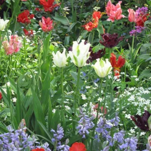 Spring Combination Ideas, Bulb Combinations, Plant Combinations, Flowerbeds Ideas, Spring Borders, Tulip Spring Green, Tulip Groenland, Tulip Rococo, Tulip Black Parrot, Tulipa Spring Green, Tulipa Groenland, Tulipa Rococo, Tulipa Black Parrot