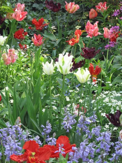 Spring Combination Ideas, Bulb Combinations, Plant Combinations, Flowerbeds Ideas, Spring Borders, Tulip Spring Green, Tulip Groenland, Tulip Rococo, Tulip Black Parrot, Tulipa Spring Green, Tulipa Groenland, Tulipa Rococo, Tulipa Black Parrot