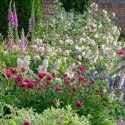 Spring Combination Ideas, Plant Combinations, Flowerbeds Ideas, Spring Borders, Summer Borders, Peonies, Paeonia Lactiflora, Roses, Calvia, Clary sage, Digitalis purpurea, Foxgloves