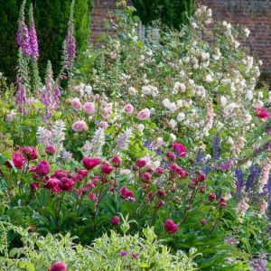 Spring Combination Ideas, Plant Combinations, Flowerbeds Ideas, Spring Borders, Summer Borders, Peonies, Paeonia Lactiflora, Roses, Calvia, Clary sage, Digitalis purpurea, Foxgloves