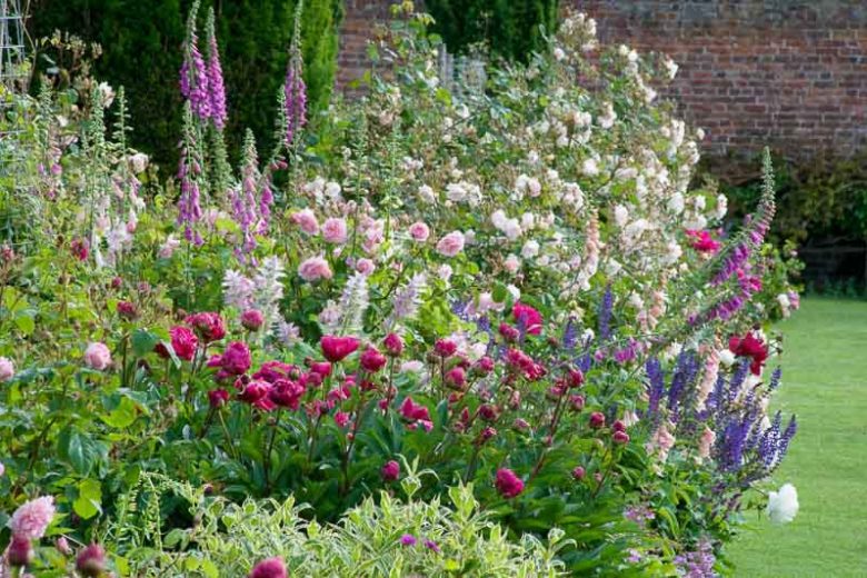 Spring Combination Ideas, Plant Combinations, Flowerbeds Ideas, Spring Borders, Summer Borders, Peonies, Paeonia Lactiflora, Roses, Calvia, Clary sage, Digitalis purpurea, Foxgloves