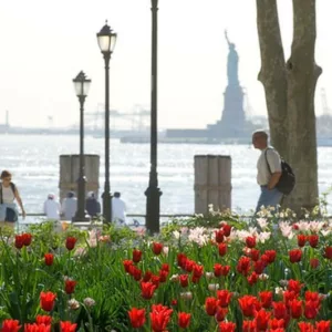 Spring Combination Ideas, Bulb Combinations, Plant Combinations, Flowerbeds Ideas, Spring Borders, Tulipa Estella Rijnveld, Tulipa Red shine, Tulip Estella Rijnveld, Tulip Red shine