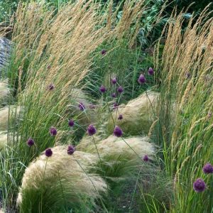 Garden Ideas, Border ideas, Perennial Planting, Perennial combination, Summer Borders, Allium sphaerocephalon,  Drumstick Allium, Stipa barbata, Feather grass, stipa tenuissima, nasella tenuissima, calamagrostis