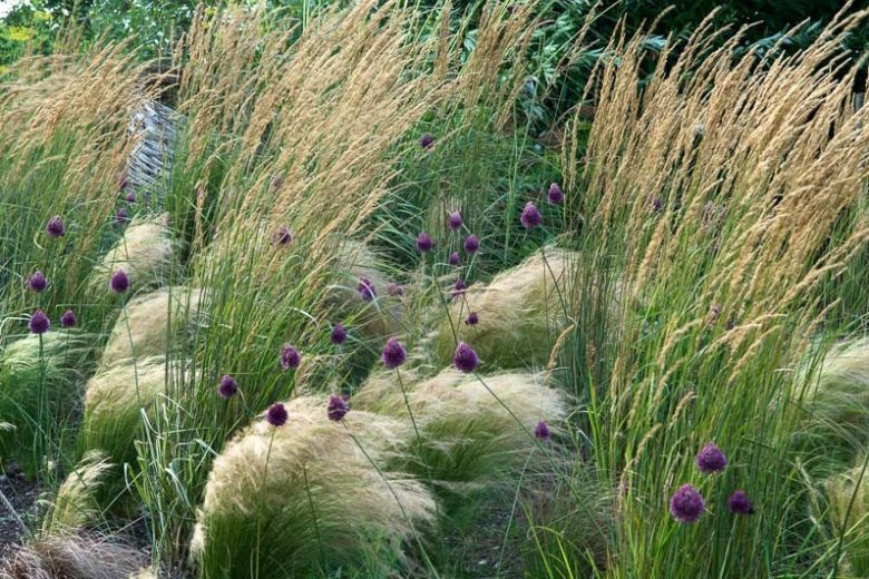 Garden Ideas, Border ideas, Perennial Planting, Perennial combination, Summer Borders, Allium sphaerocephalon,  Drumstick Allium, Stipa barbata, Feather grass, stipa tenuissima, nasella tenuissima, calamagrostis