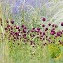 Garden Ideas, Border ideas, Perennial Planting, Perennial combination, Summer Borders, Allium sphaerocephalon,  Perovskia, Russian Sage, Drumstick Allium, Stipa barbata, Feather grass