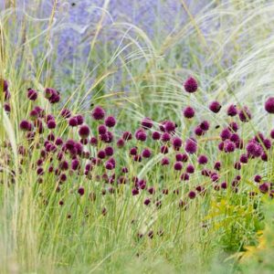 Garden Ideas, Border ideas, Perennial Planting, Perennial combination, Summer Borders, Allium sphaerocephalon,  Perovskia, Russian Sage, Drumstick Allium, Stipa barbata, Feather grass