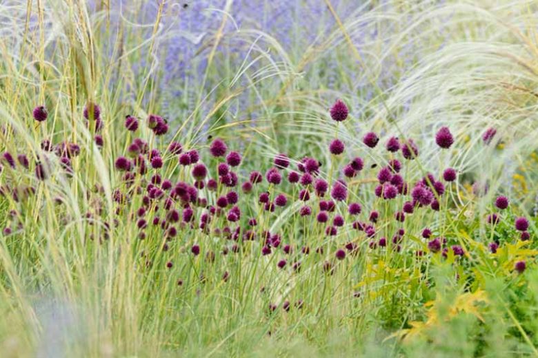 Garden Ideas, Border ideas, Perennial Planting, Perennial combination, Summer Borders, Allium sphaerocephalon,  Perovskia, Russian Sage, Drumstick Allium, Stipa barbata, Feather grass