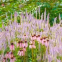 Summer borders, Garden Ideas, Border ideas, Perennial Planting, Perennial combination, Perennial Meadow, Echinacea pallida, Pale purple Conflower, Globe thistle, Echinops Ritro Veitch's Blue, Agastache rugosa