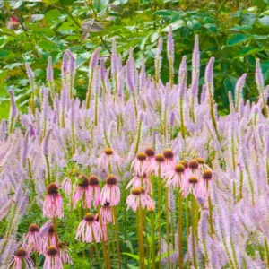 Summer borders, Garden Ideas, Border ideas, Perennial Planting, Perennial combination, Perennial Meadow, Echinacea pallida, Pale purple Conflower, Globe thistle, Echinops Ritro Veitch's Blue, Agastache rugosa
