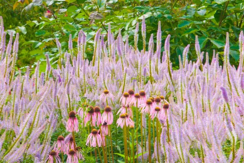 Summer borders, Garden Ideas, Border ideas, Perennial Planting, Perennial combination, Perennial Meadow, Echinacea pallida, Pale purple Conflower, Globe thistle, Echinops Ritro Veitch's Blue, Agastache rugosa