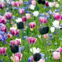 Spring Combination Ideas, Bulb Combinations, Plant Combinations, Flowerbeds Ideas, Spring Borders, Tulip Queen of Night, Tulip Shirley, Tulip Menton,Tulip Maureen,Anemone Blanda,Anemone Coronaria,Muscari armeniacum