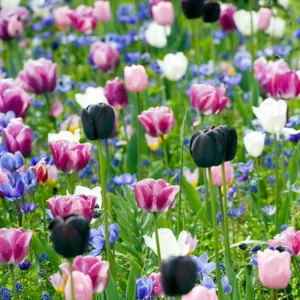 Spring Combination Ideas, Bulb Combinations, Plant Combinations, Flowerbeds Ideas, Spring Borders, Tulip Queen of Night, Tulip Shirley, Tulip Menton,Tulip Maureen,Anemone Blanda,Anemone Coronaria,Muscari armeniacum