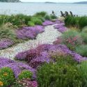Garden Ideas, landscaping Ideas, Spring Bloom, Mid Spring, Late Spring, Summer Bloom, Fall Bloom, Drought Tolerant, Seaside garden, Coastal Garden, Creeping thyme, Gaillardia, Blanket Flowers, Iris Sibirica, Siberian Iris,Ceanothus, California Lilac, Orna