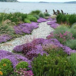 Garden Ideas, landscaping Ideas, Spring Bloom, Mid Spring, Late Spring, Summer Bloom, Fall Bloom, Drought Tolerant, Seaside garden, Coastal Garden, Creeping thyme, Gaillardia, Blanket Flowers, Iris Sibirica, Siberian Iris,Ceanothus, California Lilac, Orna