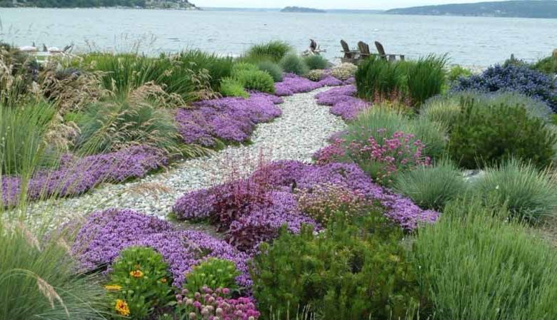 Garden Ideas, landscaping Ideas, Spring Bloom, Mid Spring, Late Spring, Summer Bloom, Fall Bloom, Drought Tolerant, Seaside garden, Coastal Garden, Creeping thyme, Gaillardia, Blanket Flowers, Iris Sibirica, Siberian Iris,Ceanothus, California Lilac, Orna