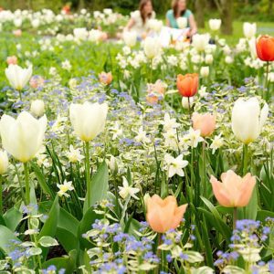 Spring Combination Ideas, Bulb Combinations, Plant Combinations, Flowerbeds Ideas, Spring Borders, Tulip 'Orange Emperor', Tulip 'Purissima', Tulip 'Pink Impression, Narcissus 'Jack Snipe',Tulipa 'Orange Emperor', Tulipa 'Purissima', Tulipa 'Pink impressi
