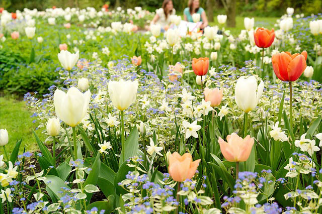 Spring Combination Ideas, Bulb Combinations, Plant Combinations, Flowerbeds Ideas, Spring Borders, Tulip 'Orange Emperor', Tulip 'Purissima', Tulip 'Pink Impression, Narcissus 'Jack Snipe',Tulipa 'Orange Emperor', Tulipa 'Purissima', Tulipa 'Pink impressi